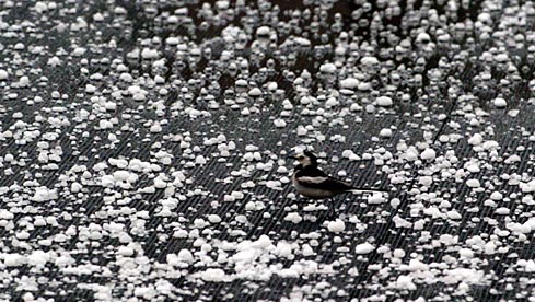 A bird searches for food on the hail storm-covered ground in Kaili County, East China's Shandong Province, May 16, 2007. Kaili County was hit by sudden hailstorm that lasted about fifteen minutes on Wednesday, Xinhua reported. [Xinhua]