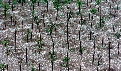 A general view shows the hail storm-covered ground in Kaili County, East China's Shandong Province, May 16, 2007. Kaili County was hit by sudden hailstorm that lasted about fifteen minutes on Wednesday, Xinhua reported. [Xinhua]