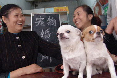 Restaurant allows pet owners to dine out with cats, dogs