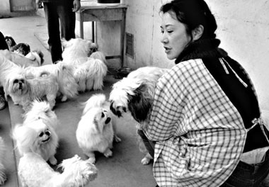 Woman's crusade to save homeless pets