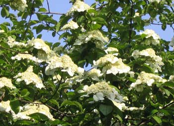 City flower of Yangzhou