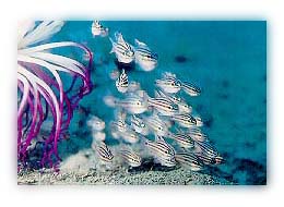 Planning of marine development in Jiangsu