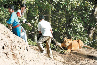 Runaway lion brought back to zoo