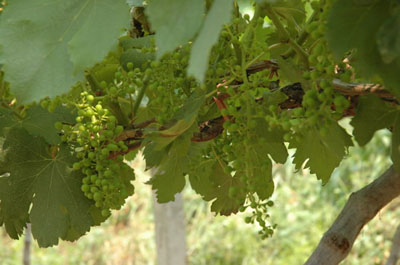 Zhang Xiaohu Vineyard in Zhenjiang