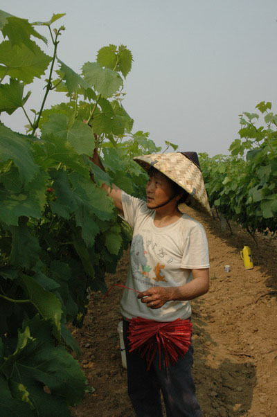 Zhang Xiaohu Vineyard in Zhenjiang