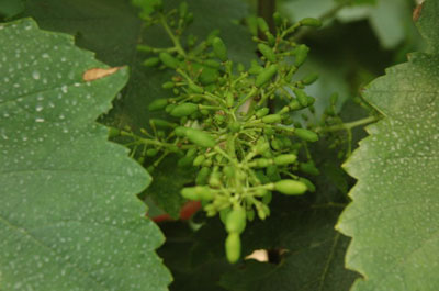 Zhang Xiaohu Vineyard in Zhenjiang