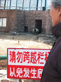 Tourist's affection enrages panda