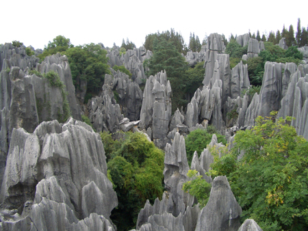 Stone Forest