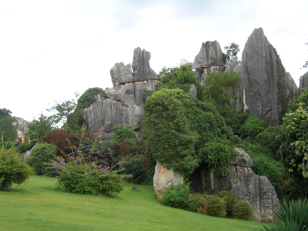 Stone Forest