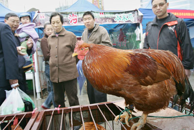 Hen with a record price