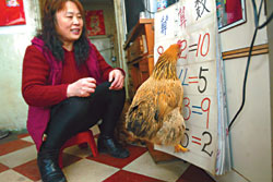 Celebrity hen show off its math skills