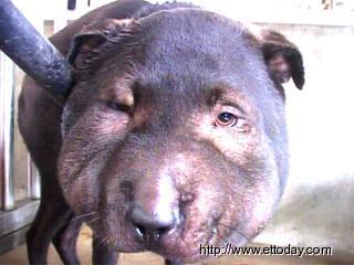 Hog face dog caught in Penghu