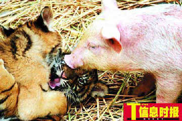 Tiger cubs grow on pig's milk