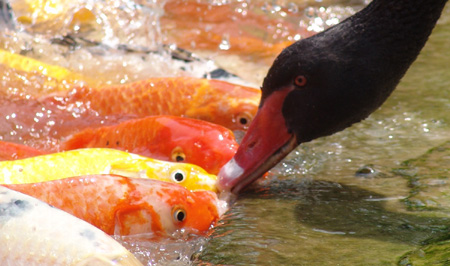 Bird-and-fish intimacy