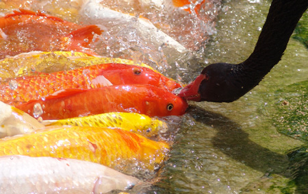 Bird-and-fish intimacy