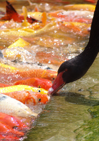 Bird-and-fish intimacy