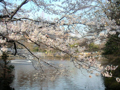 Cherry blossom in Tokyo