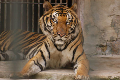 Tiger shows its predacity