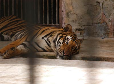 Tiger shows its predacity