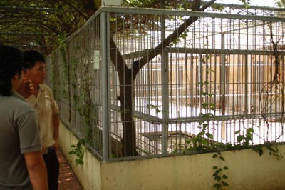 Tiger shows its predacity