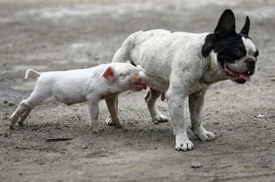 Piglet has a dog mother