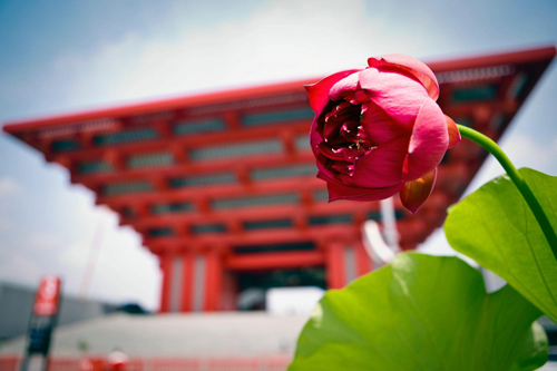 Lotuses decorate China Pavilion