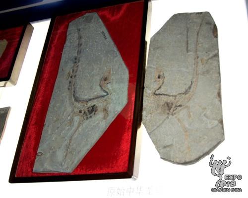 Earliest 'bird' fossil on display in Liaoning Pavilion