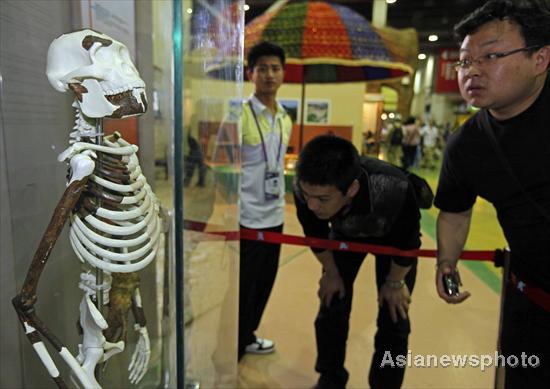 Lucy, 3 million years old, on display at Expo