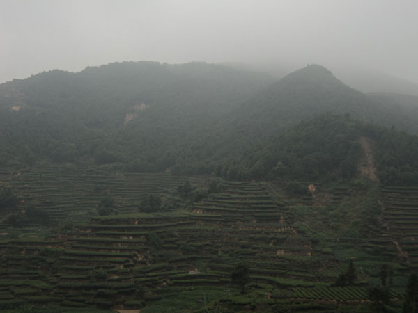 Tea village in pictures