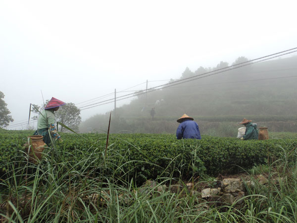 Tea village in pictures