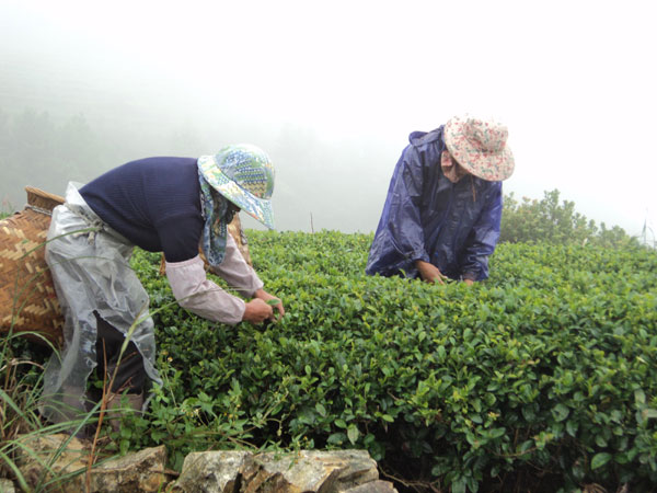 Tea village in pictures