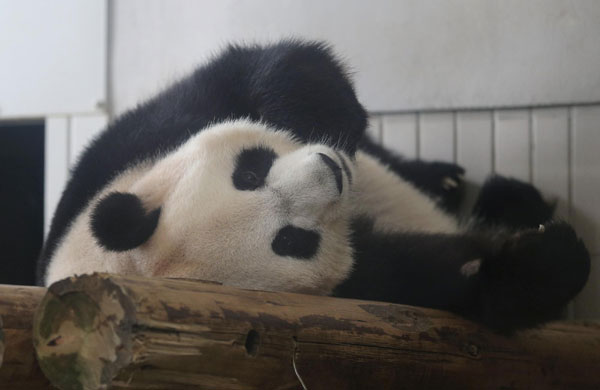 Ueno panda shows signs of pregnancy