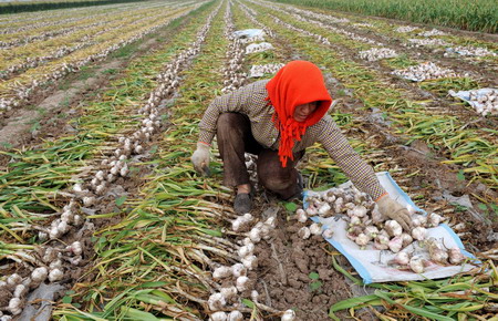 China's Garlic Town moves toward organic era