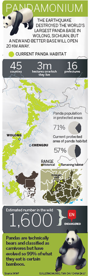 Wolong: After disaster, wild pandas show their mettle