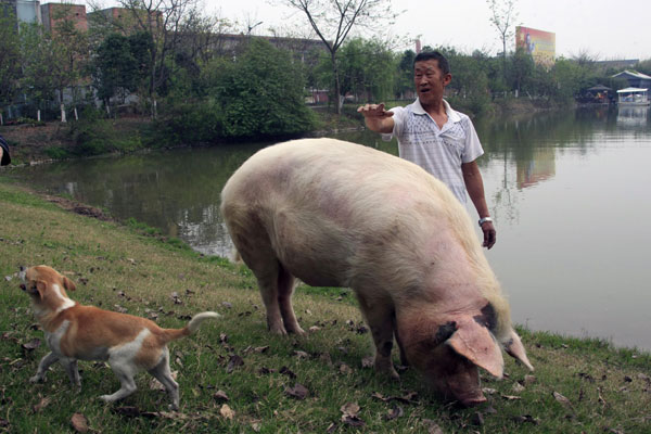 Chengdu: Pig in the pink