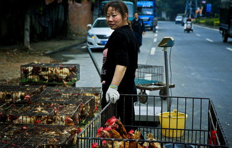 Tight control on China’s poultry over H7N9 fears