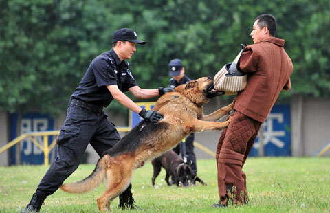 Taking a bite out of crime