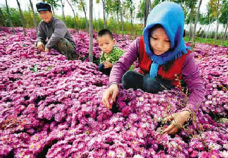 农地流转 rural land transfer