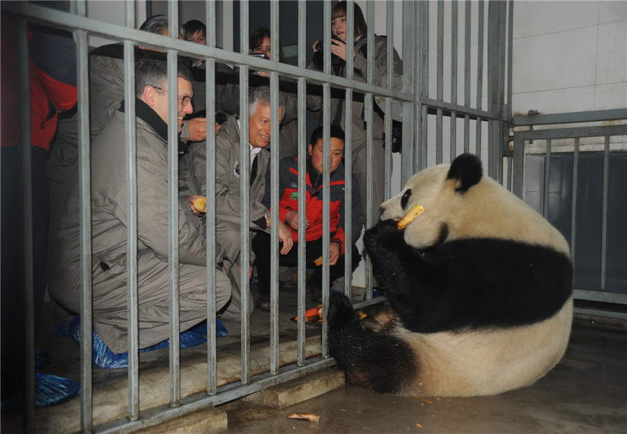 China's panda 'couple' ready for the trip