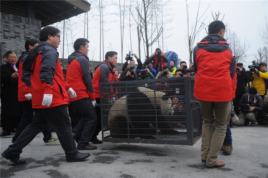 China's panda 'couple' ready for the trip