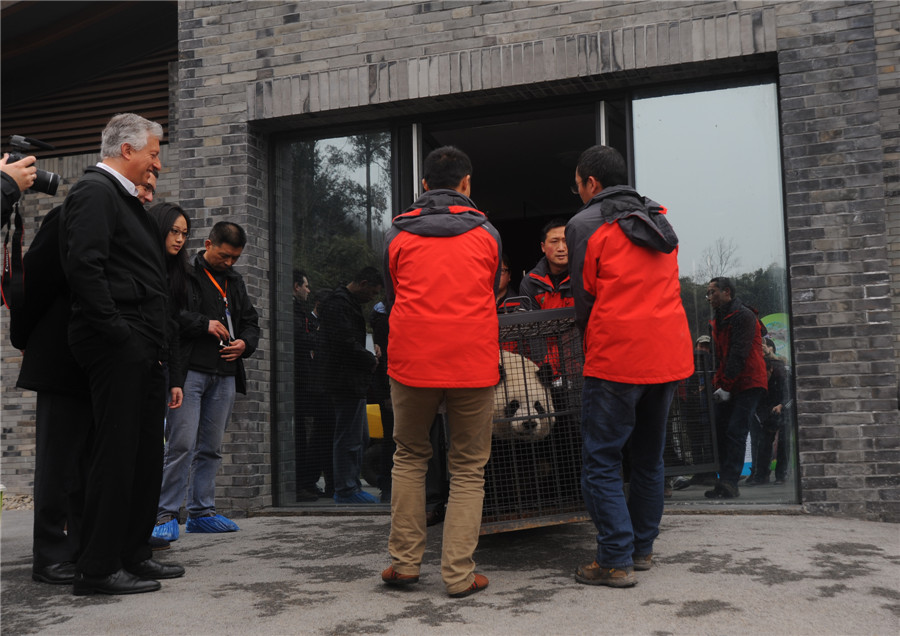 China's panda 'couple' ready for the trip