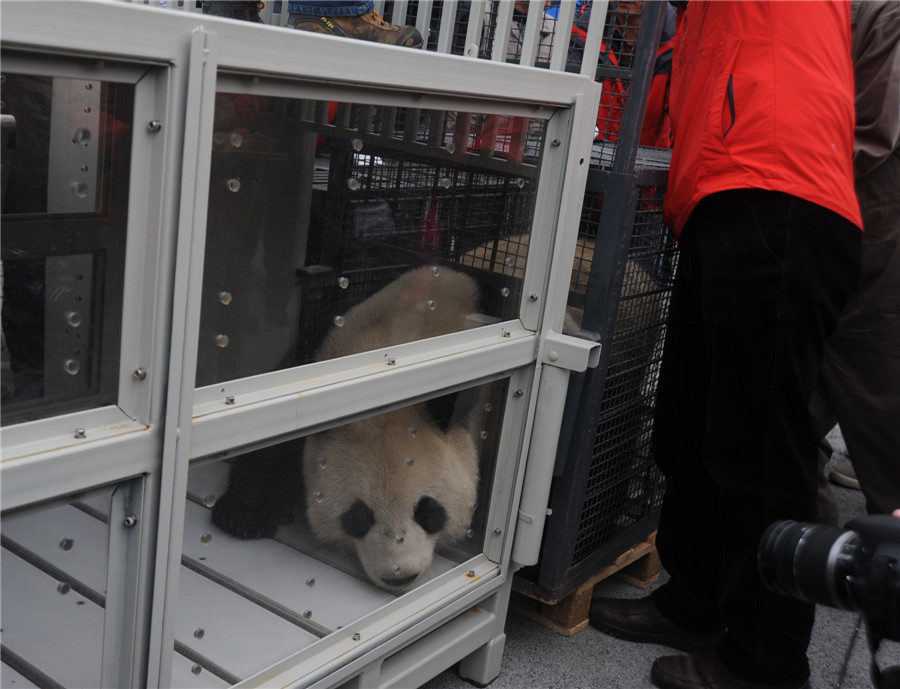 China's panda 'couple' ready for the trip