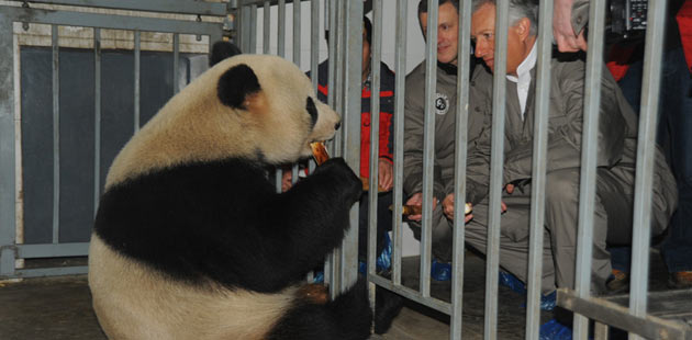 China's panda 'couple' ready for the trip