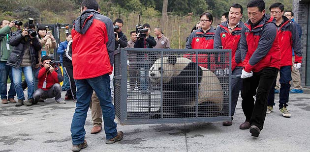 Slide: Panda ready to go