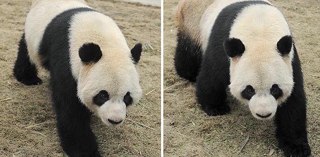 Giant pands at Belgian zoo