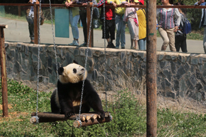 Giant pandas going wild