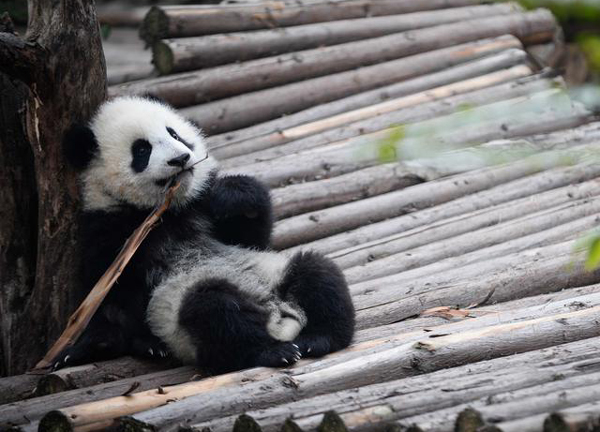 China offers 'most fun job' in Sichuan panda base