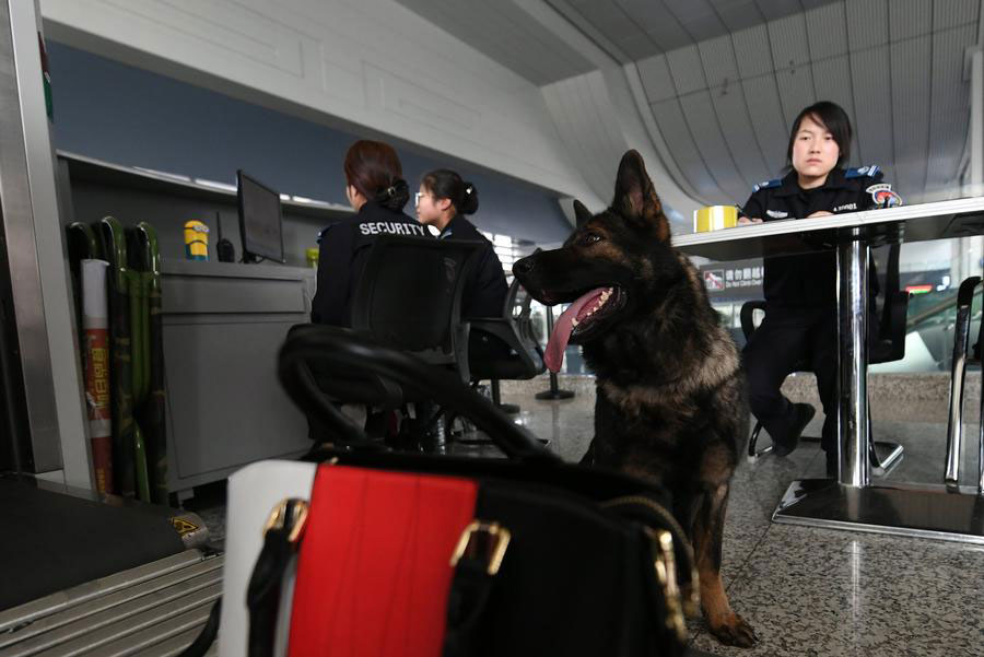 Police dogs on duty during China's Spring Festival travel rush