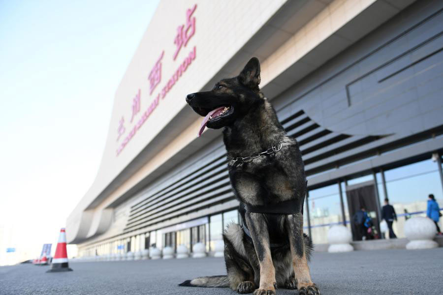 Police dogs on duty during China's Spring Festival travel rush