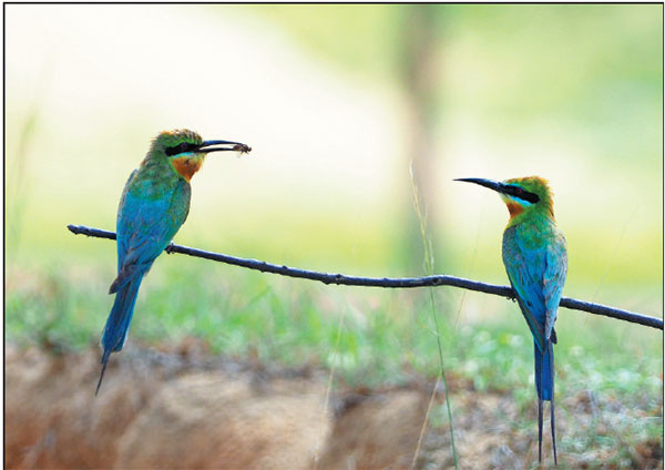 Birds and bees: A wetlands victory